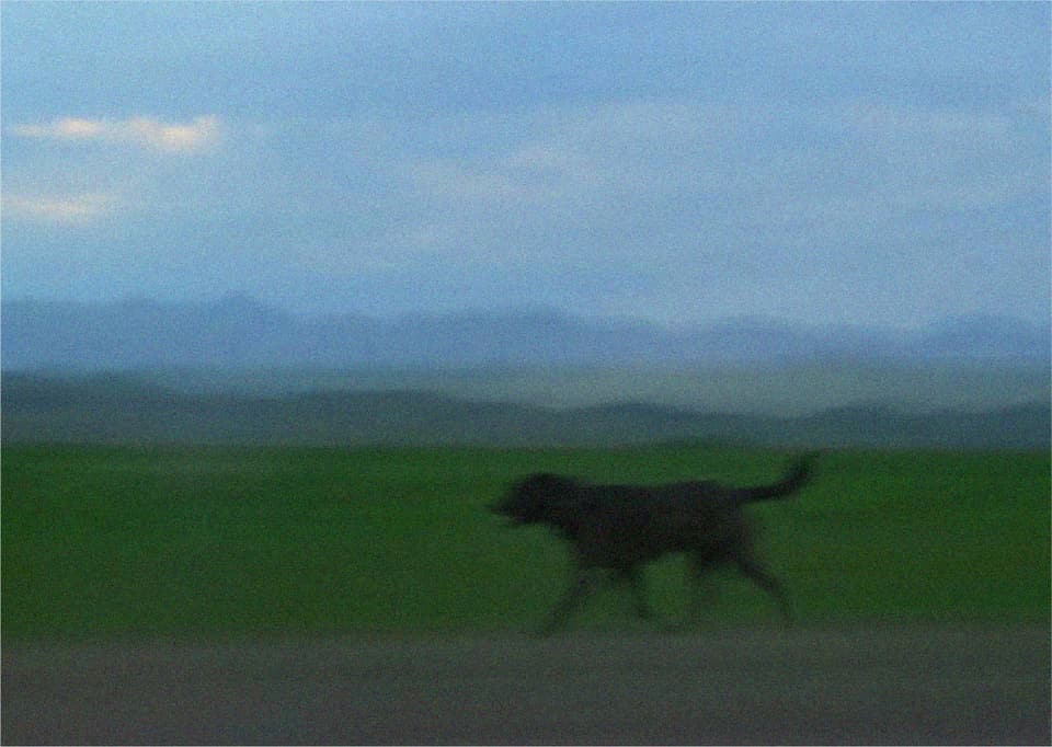 Kafka: un perro corre por un campo
